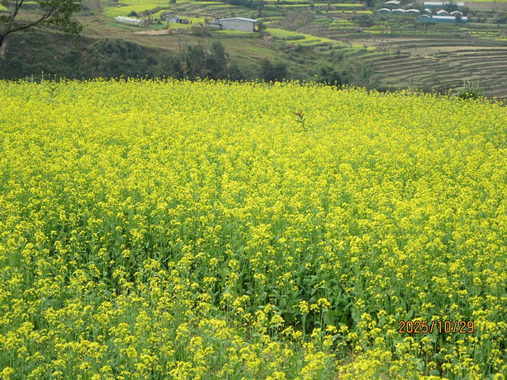 リ・ボイス・ハニー４０ｇ｜シンガーのためのトータル・ボイスケアハニー